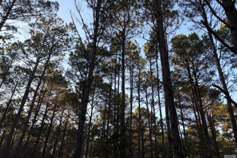24 Acres in Hughes Springs TX | Utilities & FM 250 Access