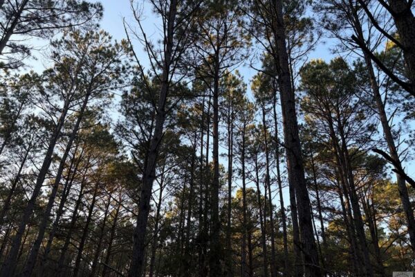 24 Acres in Hughes Springs TX | Utilities & FM 250 Access