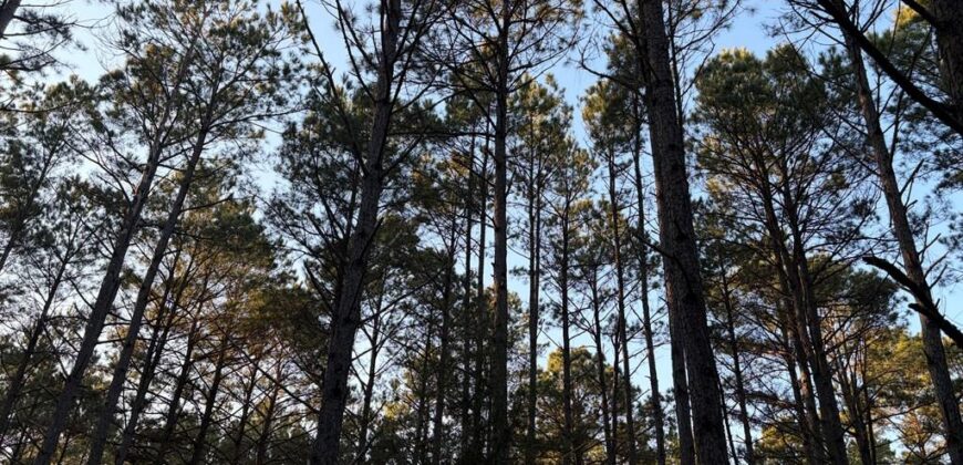 24 Acres in Hughes Springs TX | Utilities & FM 250 Access