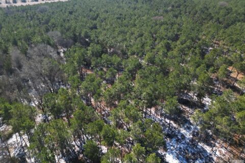 24 Acres in Hughes Springs TX | Utilities & FM 250 Access
