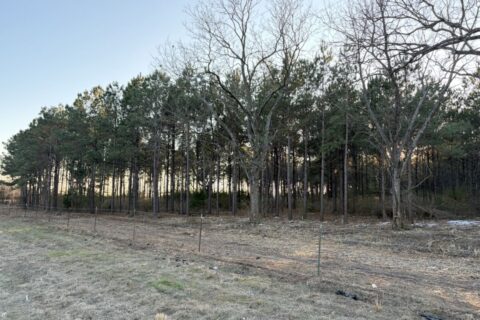 47.86 Acres in Hughes Springs TX | Utilities & FM 250 Access