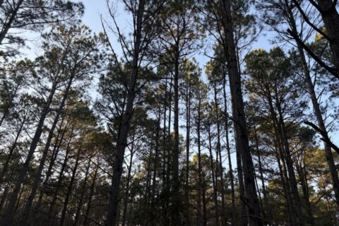 47.86 Acres in Hughes Springs TX | Utilities & FM 250 Access