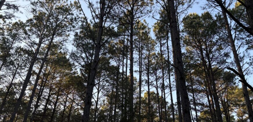 47.86 Acres in Hughes Springs TX | Utilities & FM 250 Access