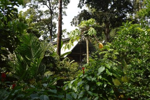 60-Acre Organic Farm for Sale on Bastimentos, Bocas del Toro