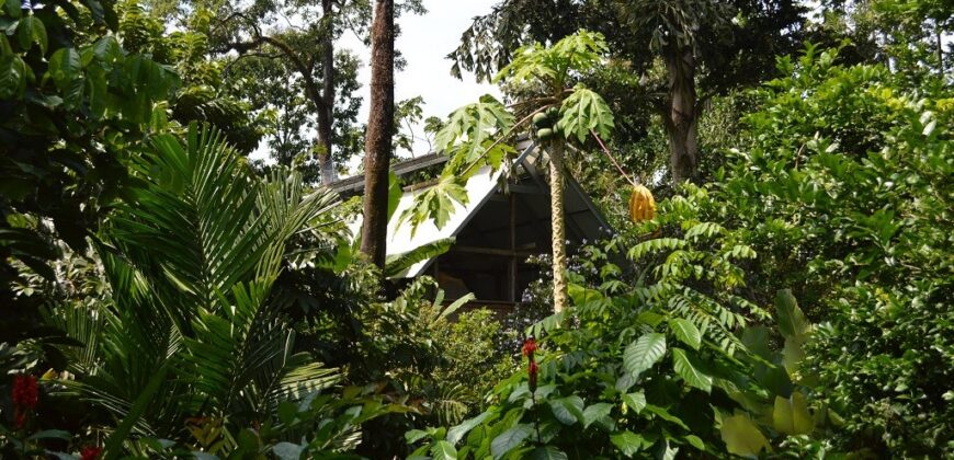 60-Acre Organic Farm for Sale on Bastimentos, Bocas del Toro