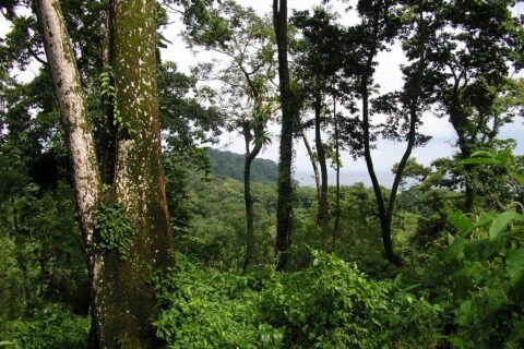 60-Acre Organic Farm for Sale on Bastimentos, Bocas del Toro