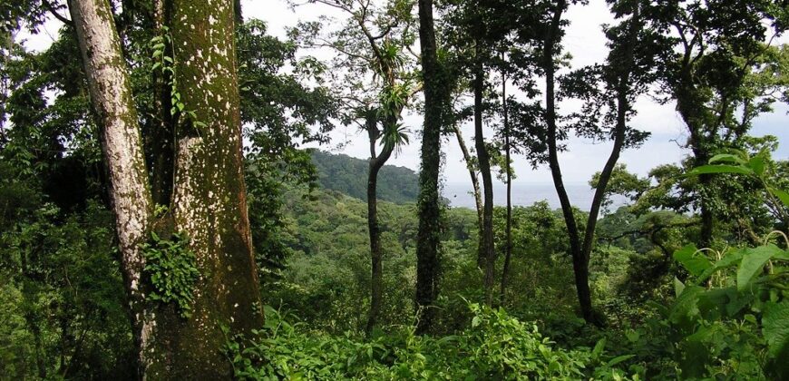 60-Acre Organic Farm for Sale on Bastimentos, Bocas del Toro