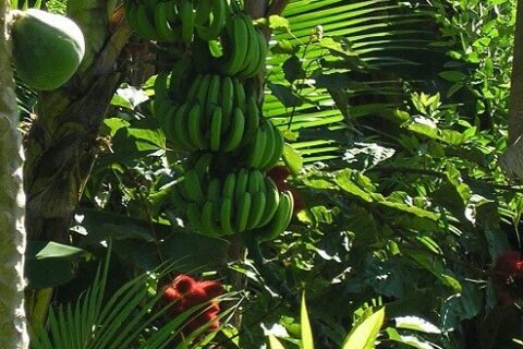 60-Acre Organic Farm for Sale on Bastimentos, Bocas del Toro