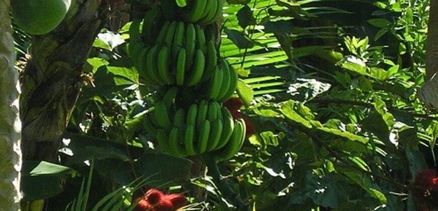 60-Acre Organic Farm for Sale on Bastimentos, Bocas del Toro