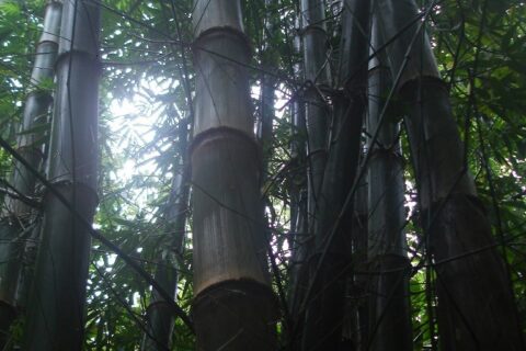 60-Acre Organic Farm for Sale on Bastimentos, Bocas del Toro