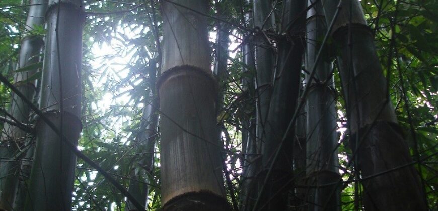 60-Acre Organic Farm for Sale on Bastimentos, Bocas del Toro