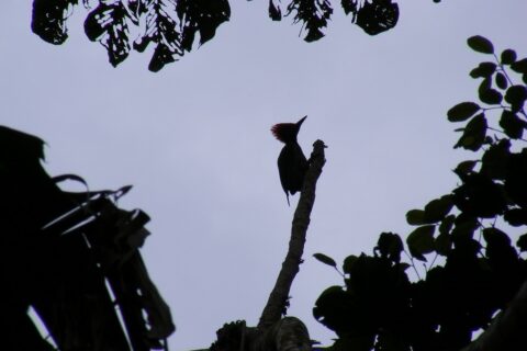 60-Acre Organic Farm for Sale on Bastimentos, Bocas del Toro