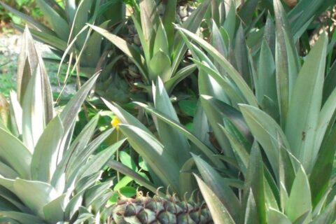 60-Acre Organic Farm for Sale on Bastimentos, Bocas del Toro