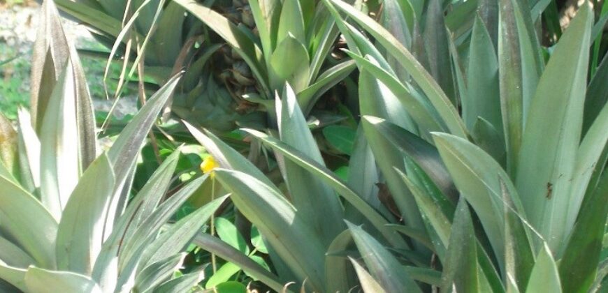 60-Acre Organic Farm for Sale on Bastimentos, Bocas del Toro