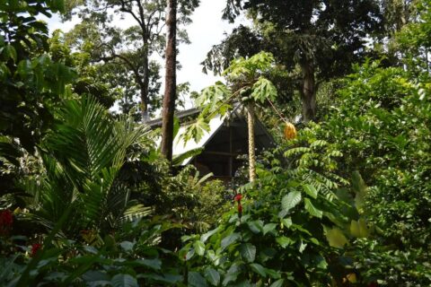 60-Acre Organic Farm for Sale on Bastimentos, Bocas del Toro
