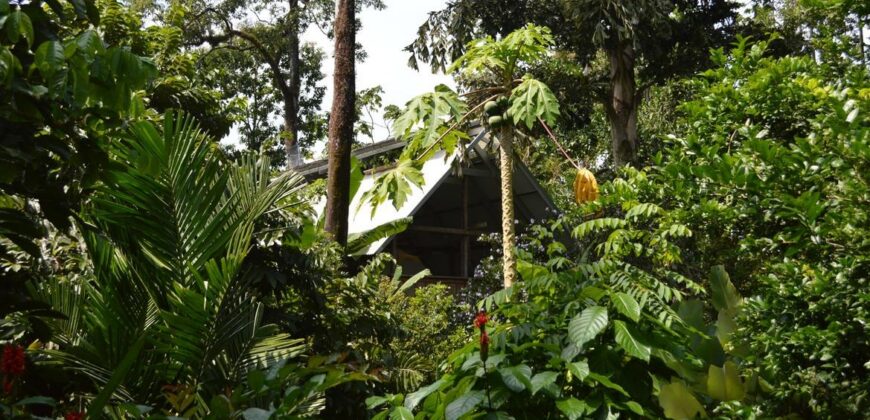 60-Acre Organic Farm for Sale on Bastimentos, Bocas del Toro