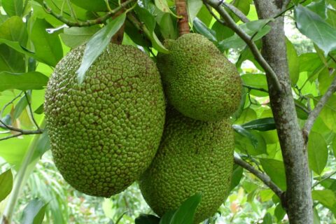 60-Acre Organic Farm for Sale on Bastimentos, Bocas del Toro