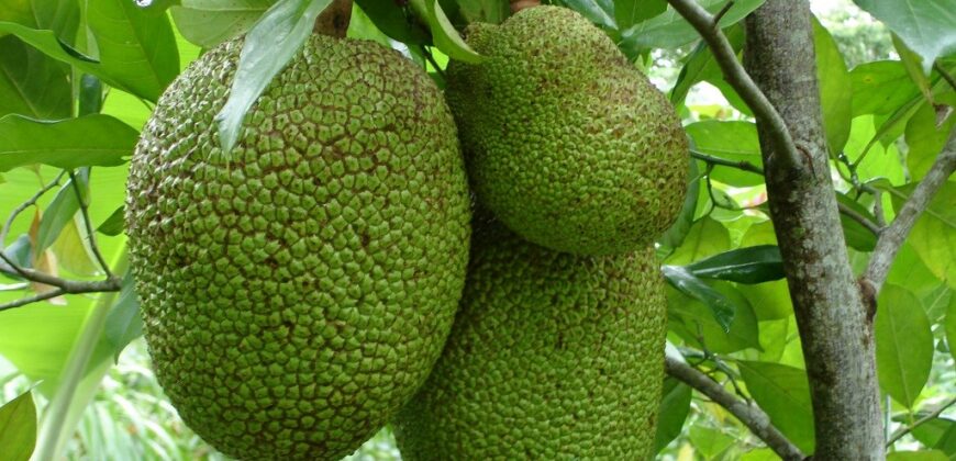 60-Acre Organic Farm for Sale on Bastimentos, Bocas del Toro
