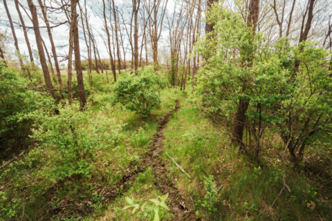 74 Acres in Dane County Town of York Rec, Hunting and Build Site