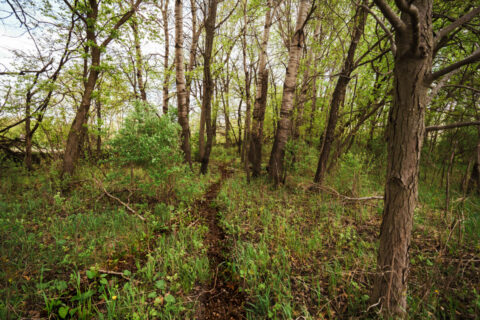74 Acres in Dane County Town of York Rec, Hunting and Build Site