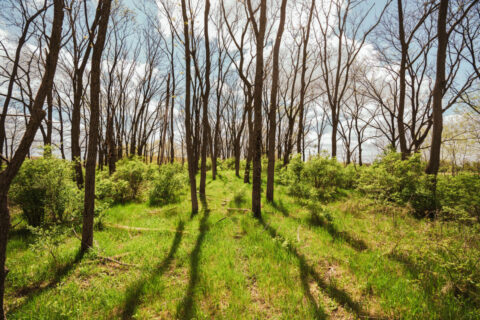 74 Acres in Dane County Town of York Rec, Hunting and Build Site