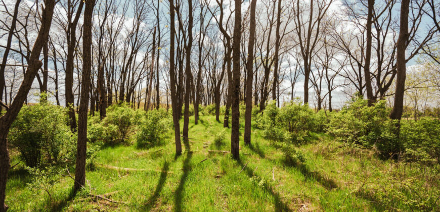 74 Acres in Dane County Town of York Rec, Hunting and Build Site