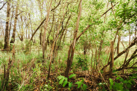 74 Acres in Dane County Town of York Rec, Hunting and Build Site