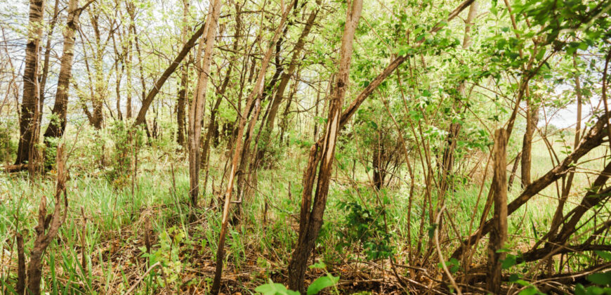 74 Acres in Dane County Town of York Rec, Hunting and Build Site