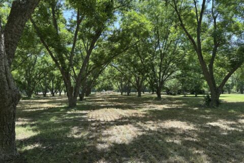 Beautiful Homesite situated on 7.27 acres with mature pecan trees