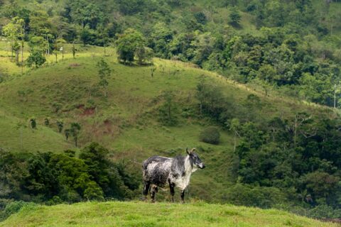 Costa Rica Riverfront Mountain Ranch and Farm Property