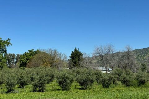 Country Properties in Guinda, California for Sale