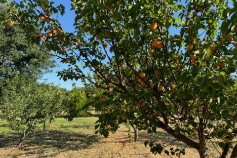 Country Properties in Guinda, California for Sale