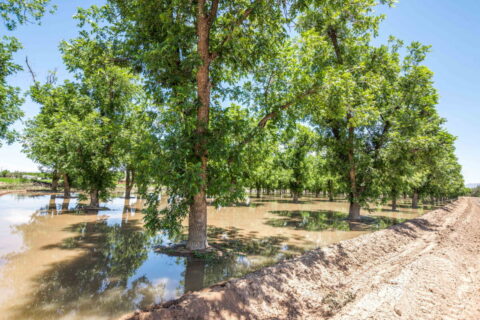 Home on 3.86 Acres in Mesilla, NM with Agricultural Potential