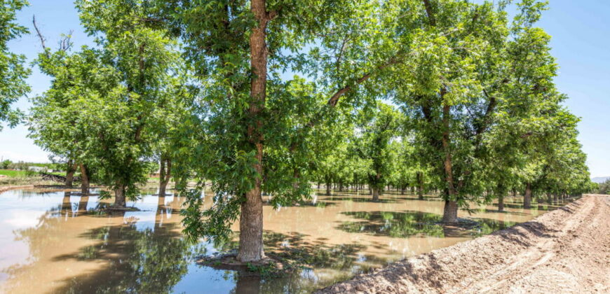 Home on 3.86 Acres in Mesilla, NM with Agricultural Potential