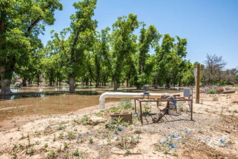 Home on 3.86 Acres in Mesilla, NM with Agricultural Potential