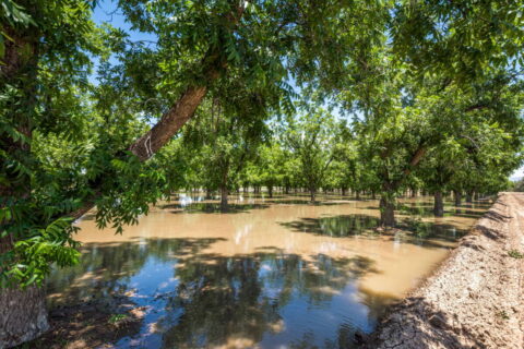 Home on 3.86 Acres in Mesilla, NM with Agricultural Potential