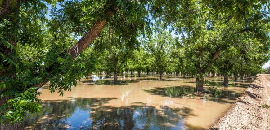 Home on 3.86 Acres in Mesilla, NM with Agricultural Potential