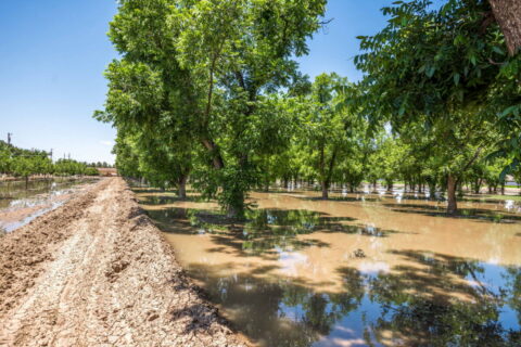 Home on 3.86 Acres in Mesilla, NM with Agricultural Potential