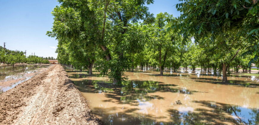 Home on 3.86 Acres in Mesilla, NM with Agricultural Potential