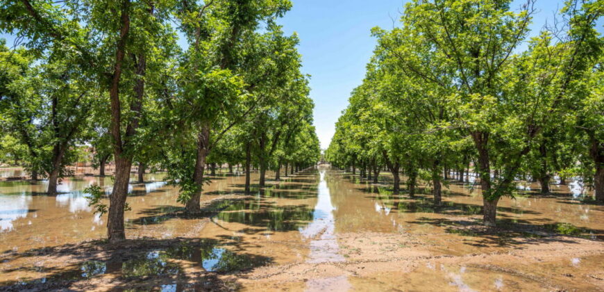 Home on 3.86 Acres in Mesilla, NM with Agricultural Potential