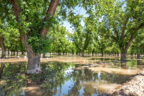 Home on 3.86 Acres in Mesilla, NM with Agricultural Potential