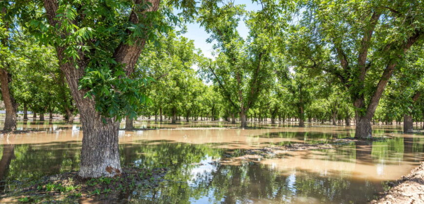 Home on 3.86 Acres in Mesilla, NM with Agricultural Potential