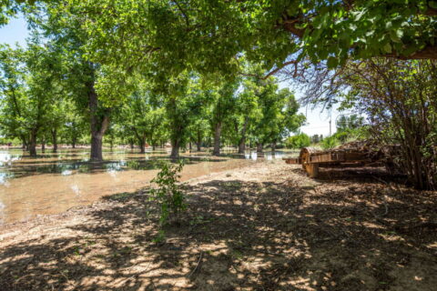 Home on 3.86 Acres in Mesilla, NM with Agricultural Potential