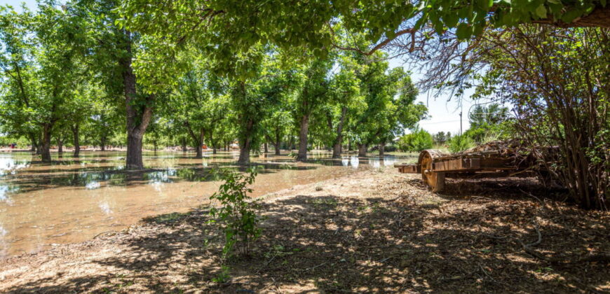 Home on 3.86 Acres in Mesilla, NM with Agricultural Potential