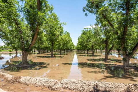 Home on 3.86 Acres in Mesilla, NM with Agricultural Potential