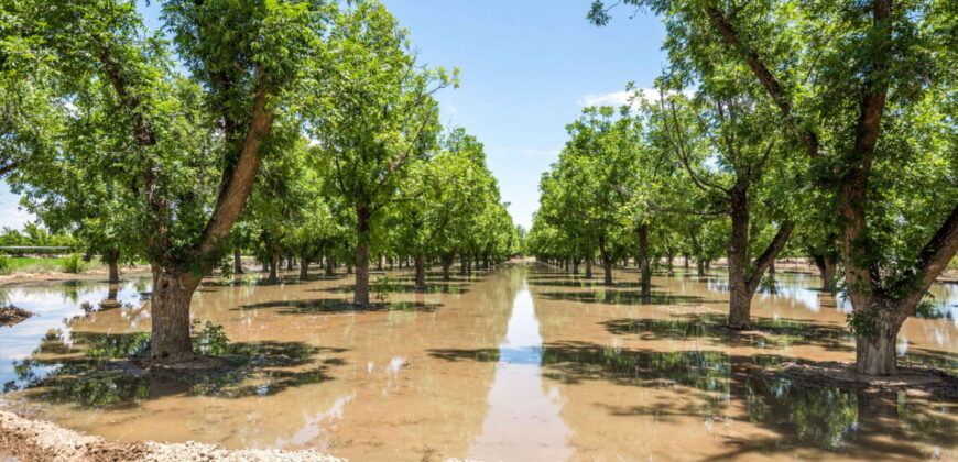 Home on 3.86 Acres in Mesilla, NM with Agricultural Potential