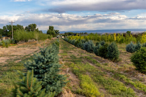 Income-producing Colorado tree farm for sale with custom home
