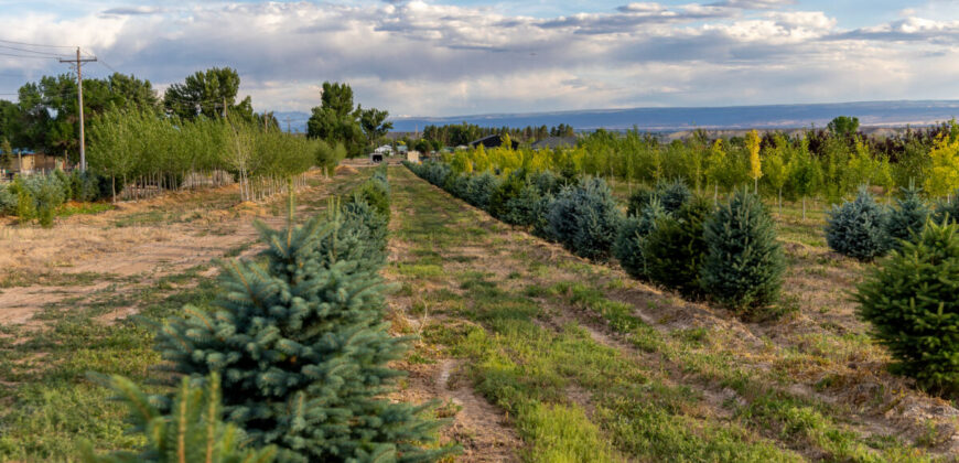 Income-producing Colorado tree farm for sale with custom home