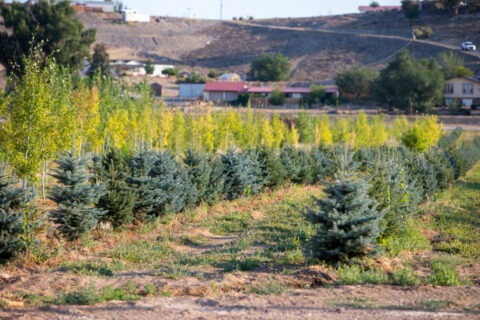 Income-producing Colorado tree farm for sale with custom home