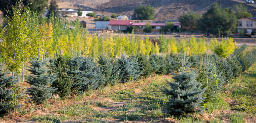 Income-producing Colorado tree farm for sale with custom home